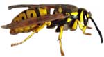 Yellow Jackets